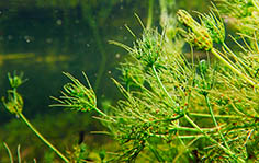 Les Characeae :  un monde antique submergé fascinant et aujourd’hui menacé